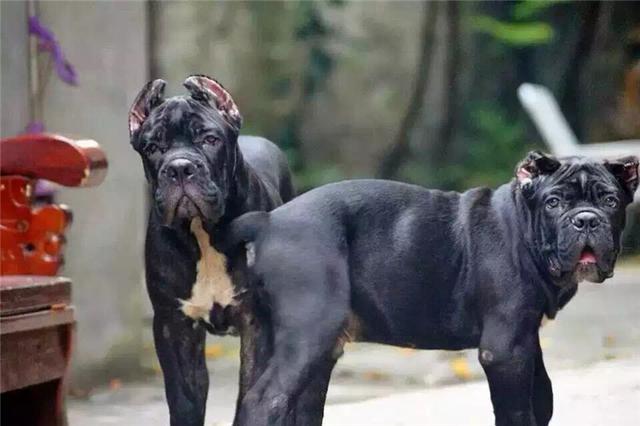 猎犬排名_猎犬排名犬排行榜前十名994 / 作者:UFO爱好者 / 帖子ID:98259