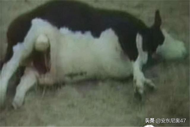 屠牛事件_屠牛事件真相343 / 作者:UFO爱好者 / 帖子ID:97525