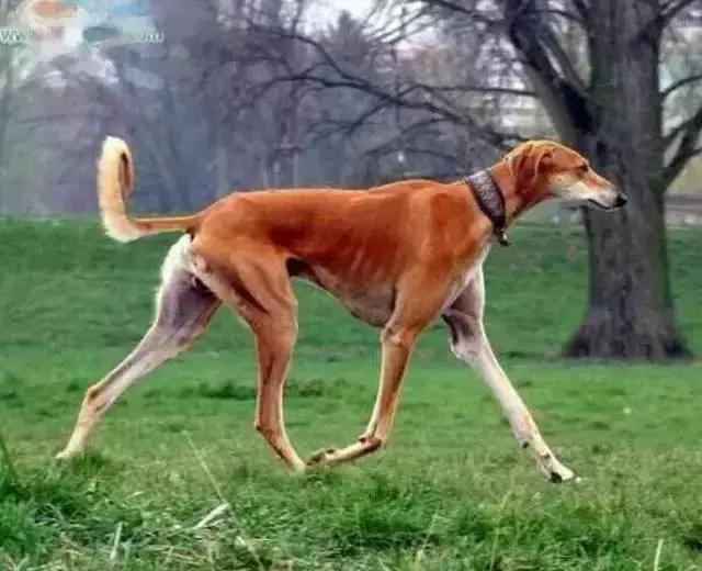 猎犬排名_猎犬排名犬排行榜前十名177 / 作者:UFO爱好者 / 帖子ID:98259