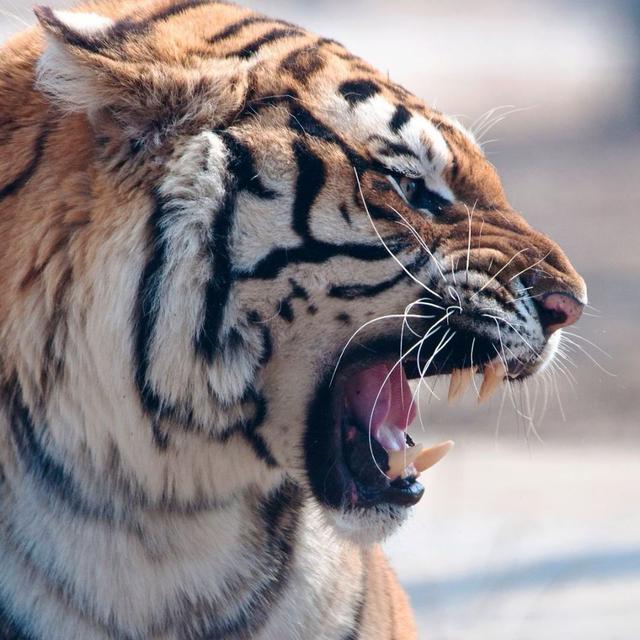 世界上最大的猫科动物_世界上最大的猫科动物前十名906 / 作者:UFO爱好者 / 帖子ID:103865