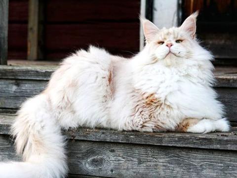 最大的猫_最大的猫是什么品种394 / 作者:UFO爱好者 / 帖子ID:97300