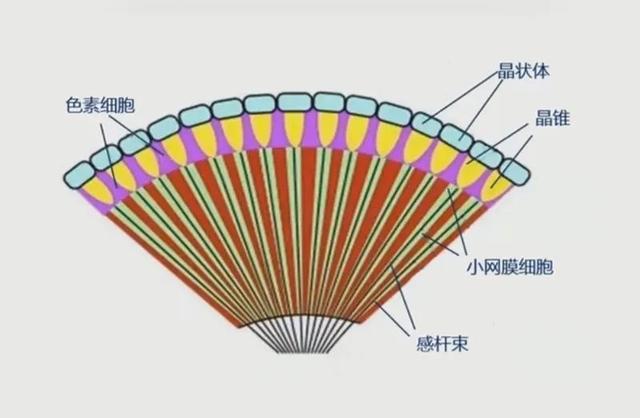 最恐怖的三叶虫图片_最恐怖的三叶虫图片 海洋生物93 / 作者:UFO爱好者 / 帖子ID:102358