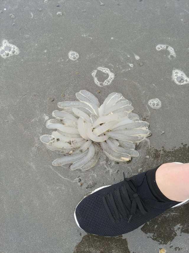 诡异照片_诡异照片看懂了吓死人717 / 作者:UFO爱好者 / 帖子ID:98425