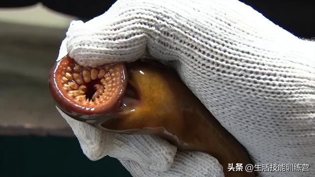 灵异图片_灵异图片超级恐怖图片181 / 作者:UFO爱好者 / 帖子ID:98263