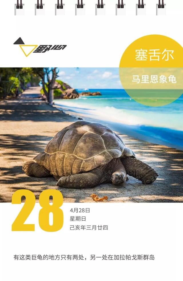 最大的龟_最大的龟是什么种类290 / 作者:UFO爱好者 / 帖子ID:97297