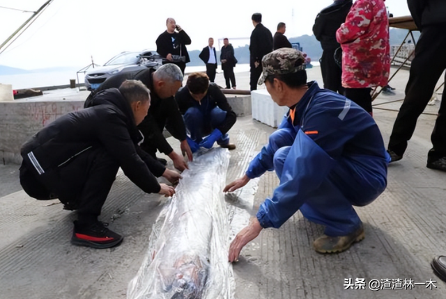 皇带鱼的恐怖传说_皇带鱼的恐怖传说图片117 / 作者:UFO爱好者 / 帖子ID:102252