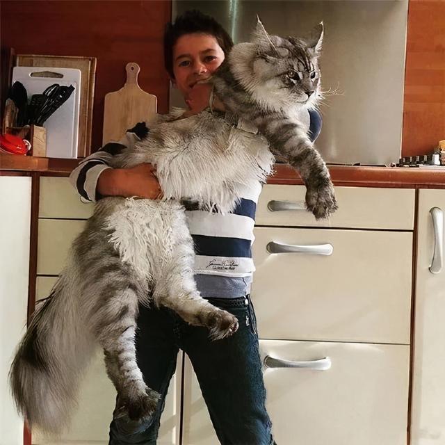 最大的猫_最大的猫是什么品种343 / 作者:UFO爱好者 / 帖子ID:97300
