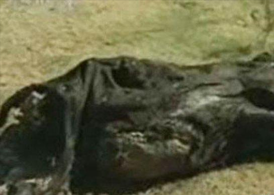 屠牛事件_屠牛事件真相797 / 作者:UFO爱好者 / 帖子ID:97525