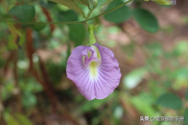 长得像人体器官的植物_长得像人体器官的植物图片中药890 / 作者:UFO爱好者 / 帖子ID:103924