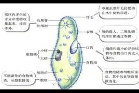 世界上寿命最短的生物_世界上寿命最短的生物是什么849 / 作者:UFO爱好者 / 帖子ID:104219