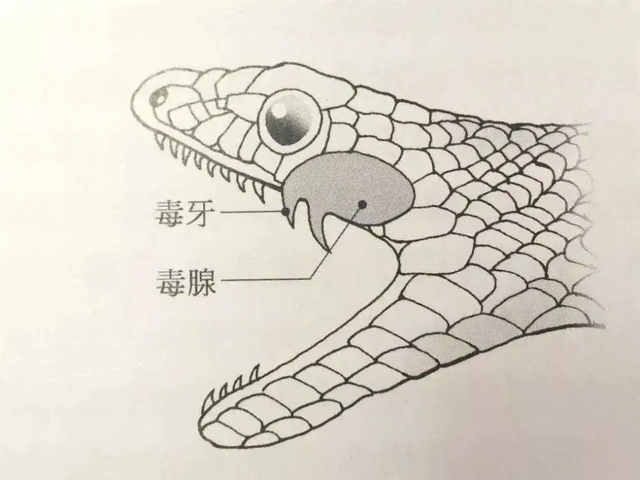 最毒的蛇_最毒的蛇排名第一913 / 作者:UFO爱好者 / 帖子ID:97301