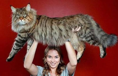 最大的猫_最大的猫是什么品种176 / 作者:UFO爱好者 / 帖子ID:97300