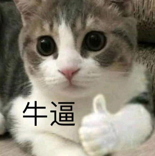 最大的猫_最大的猫是什么品种592 / 作者:UFO爱好者 / 帖子ID:97300