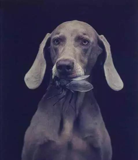 猎犬排名_猎犬排名犬排行榜前十名981 / 作者:UFO爱好者 / 帖子ID:98259