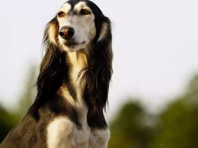 猎犬排名_猎犬排名犬排行榜前十名836 / 作者:UFO爱好者 / 帖子ID:98259