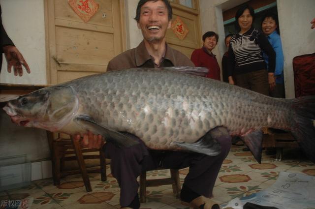 10大凶猛淡水鱼_10大凶猛淡水鱼排名155 / 作者:UFO爱好者 / 帖子ID:102354