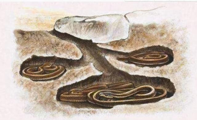 最毒的蛇_最毒的蛇排名第一847 / 作者:UFO爱好者 / 帖子ID:97301