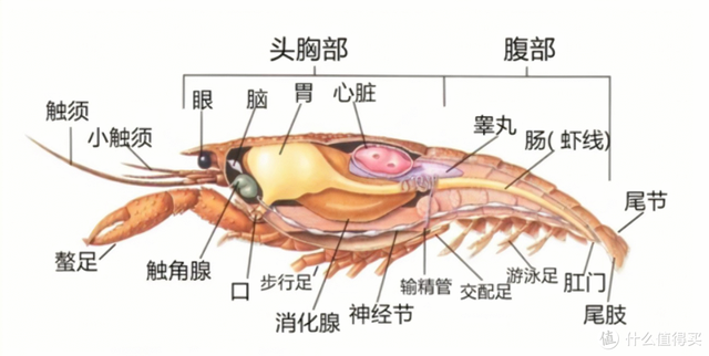 世界上最大的龙虾_世界上最大的龙虾 吉尼斯世界纪录778 / 作者:UFO爱好者 / 帖子ID:102083