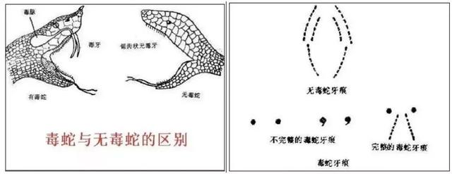 巨蛇图片_巨蛇图片 恐怖408 / 作者:UFO爱好者 / 帖子ID:98375