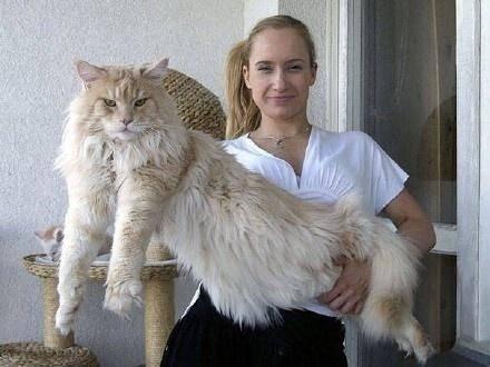 最大的猫_最大的猫是什么品种333 / 作者:UFO爱好者 / 帖子ID:97300