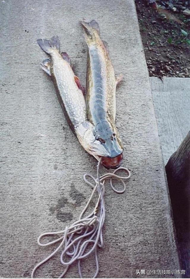 灵异照片_灵异照片吓死20万人638 / 作者:UFO爱好者 / 帖子ID:98267