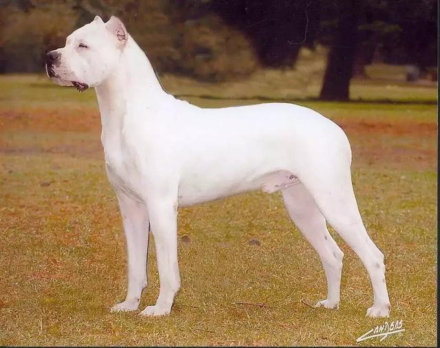 猎犬排名_猎犬排名犬排行榜前十名279 / 作者:UFO爱好者 / 帖子ID:98259