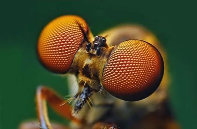 最恐怖的三叶虫图片_最恐怖的三叶虫图片 海洋生物270 / 作者:UFO爱好者 / 帖子ID:102358