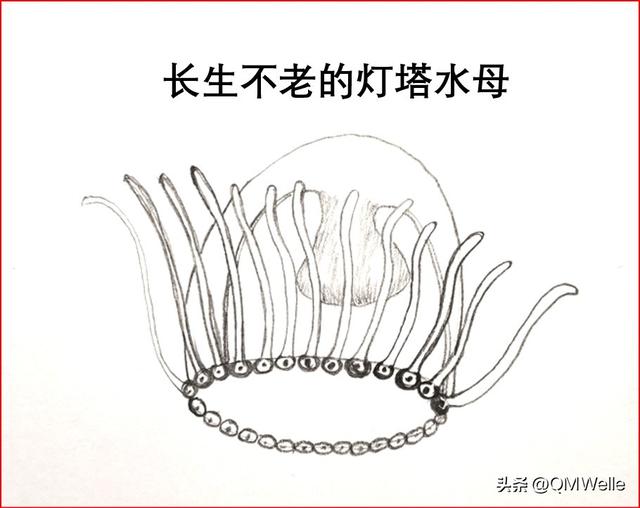 地球上寿命最长的动物_地球上寿命最长的动物排名357 / 作者:UFO爱好者 / 帖子ID:104134