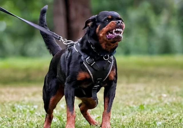 猎犬排名_猎犬排名犬排行榜前十名853 / 作者:UFO爱好者 / 帖子ID:98259