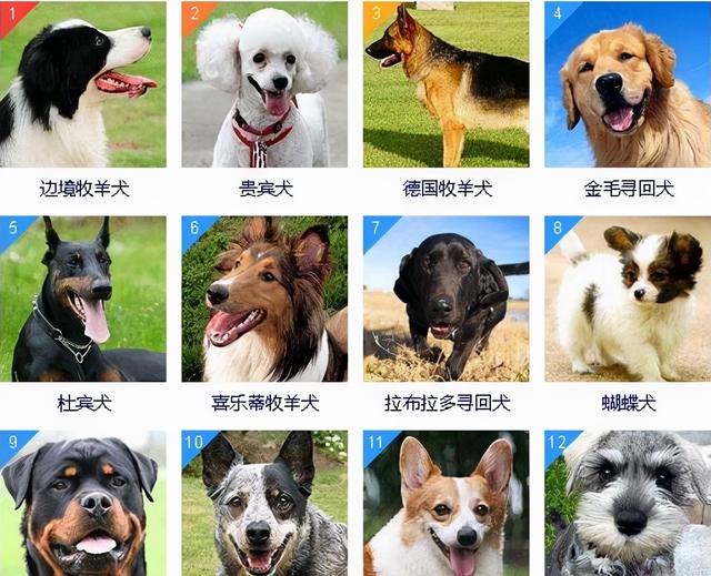 名犬排行榜_名犬排行榜名字及图片514 / 作者:UFO爱好者 / 帖子ID:99059