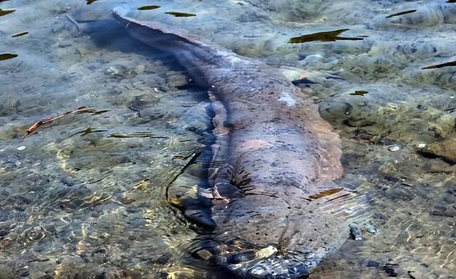 不明生物_不明生物视频吓人428 / 作者:UFO爱好者 / 帖子ID:98583