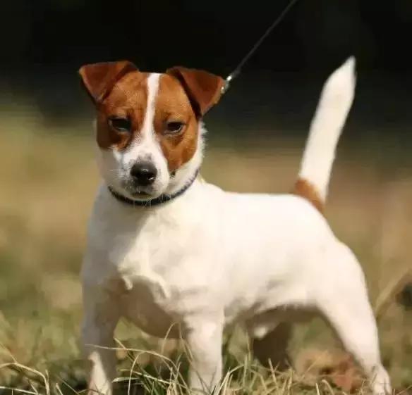 猎犬排名_猎犬排名犬排行榜前十名502 / 作者:UFO爱好者 / 帖子ID:98259