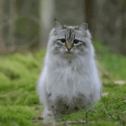 最大的猫_最大的猫是什么品种955 / 作者:UFO爱好者 / 帖子ID:97300