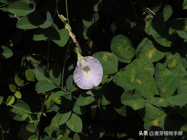 长得像人体器官的植物_长得像人体器官的植物图片中药576 / 作者:UFO爱好者 / 帖子ID:103924