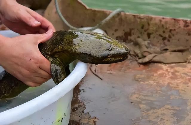 不明生物_不明生物视频吓人799 / 作者:UFO爱好者 / 帖子ID:98583