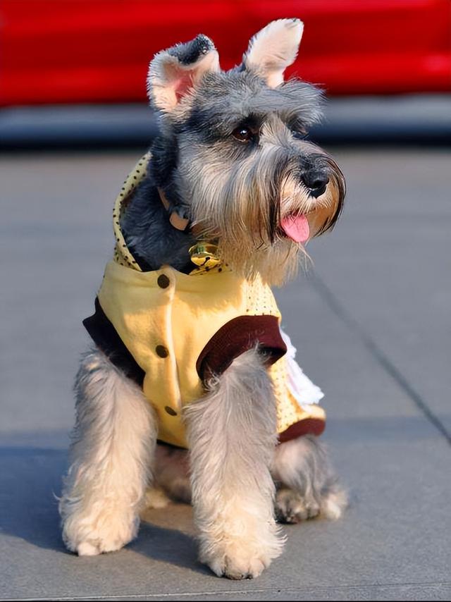 名犬排行榜_名犬排行榜名字及图片953 / 作者:UFO爱好者 / 帖子ID:99059