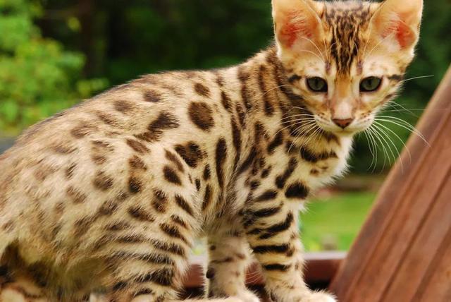最大的猫_最大的猫是什么品种518 / 作者:UFO爱好者 / 帖子ID:97300