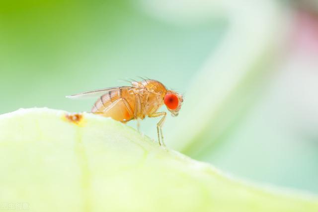 世界上寿命最短的生物_世界上寿命最短的生物是什么311 / 作者:UFO爱好者 / 帖子ID:104219