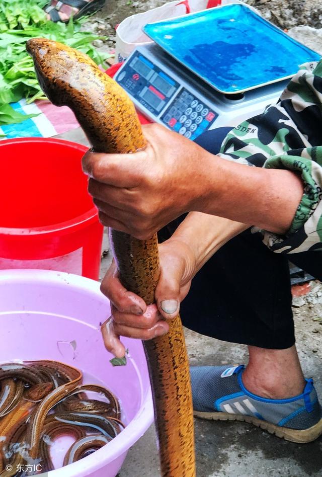 最大的黄鳝_最大的黄鳝38斤图片922 / 作者:UFO爱好者 / 帖子ID:98695