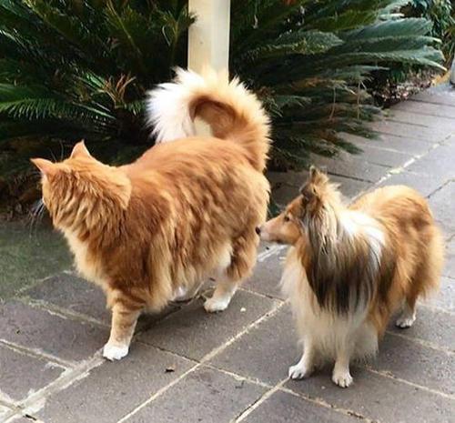 最大的猫_最大的猫是什么品种149 / 作者:UFO爱好者 / 帖子ID:97300