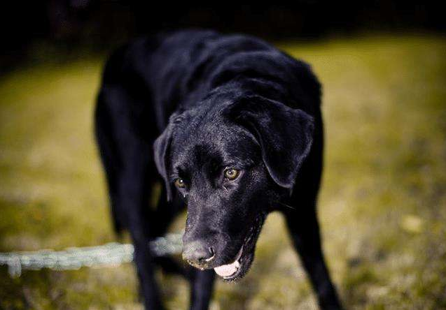 名犬排行榜_名犬排行榜名字及图片263 / 作者:UFO爱好者 / 帖子ID:99059