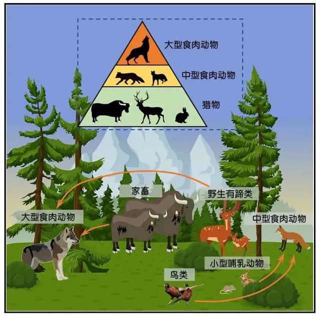 吸血鬼鹿_吸血鬼鹿是什么动物965 / 作者:UFO爱好者 / 帖子ID:97491