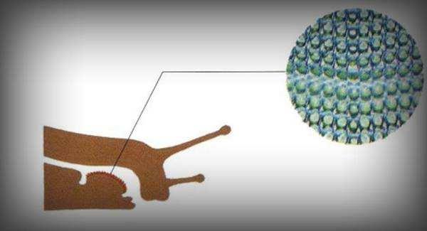 世界之最动物_世界之最动物100个368 / 作者:UFO爱好者 / 帖子ID:100279