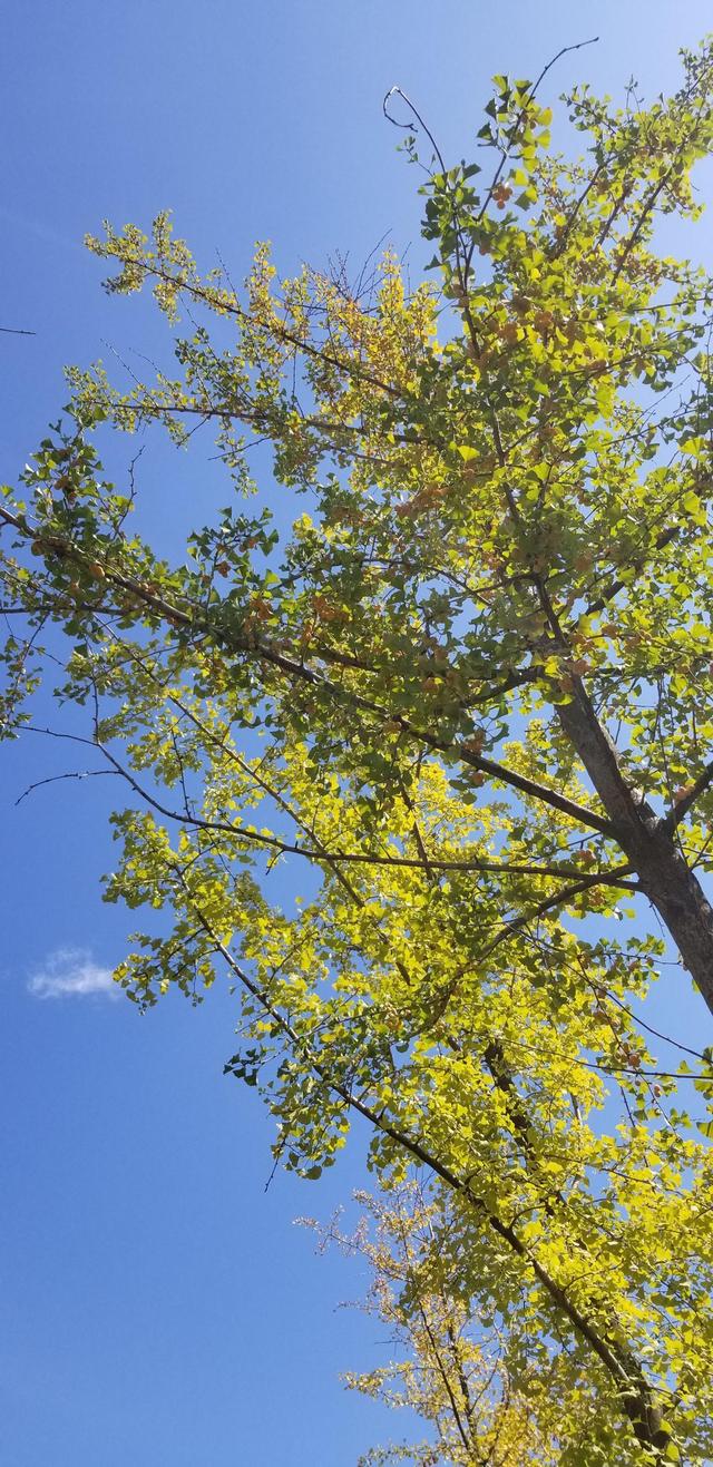 世界上寿命最长的植物_世界上寿命最长的植物是什么植物622 / 作者:UFO爱好者 / 帖子ID:104091