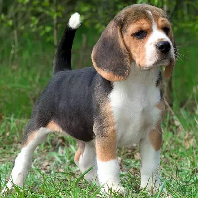 猎犬排名_猎犬排名犬排行榜前十名357 / 作者:UFO爱好者 / 帖子ID:98259
