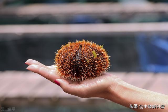 寿命最长的动物_寿命最长的动物排名549 / 作者:UFO爱好者 / 帖子ID:101108