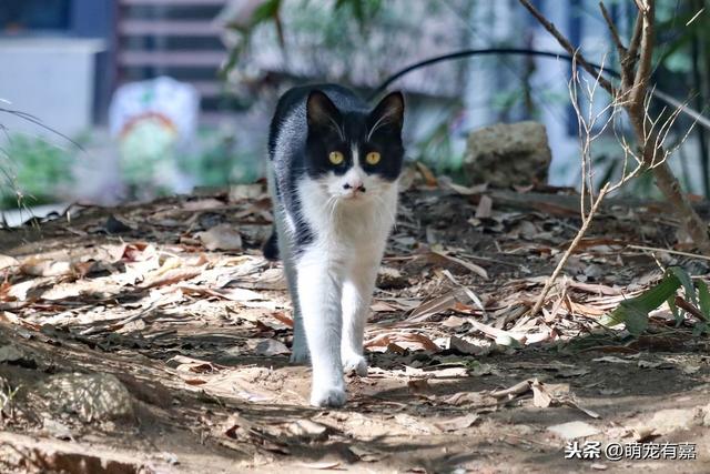 黑猫进屋是什么征兆_梦见黑猫进屋是什么征兆914 / 作者:UFO爱好者 / 帖子ID:105123