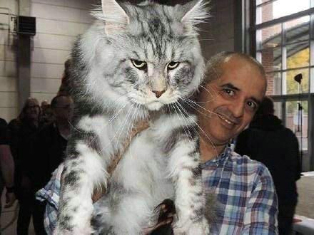 最大的猫_最大的猫是什么品种487 / 作者:UFO爱好者 / 帖子ID:97300