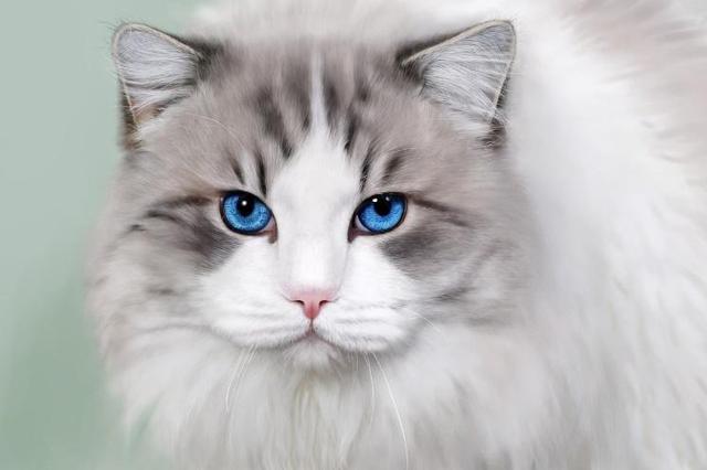 最大的猫_最大的猫是什么品种200 / 作者:UFO爱好者 / 帖子ID:97300