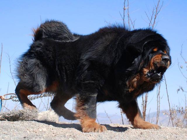 猎犬排名_猎犬排名犬排行榜前十名787 / 作者:UFO爱好者 / 帖子ID:98259